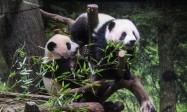 日媒：“大熊猫可能会从日本完全消失”