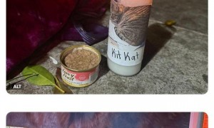 一只猫的死亡，让谷歌自动驾驶公司Waymo陷入公关危机