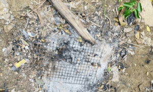 柬埔寨一男子吃烤蜥蜴、蜥蜴卵，中毒身亡